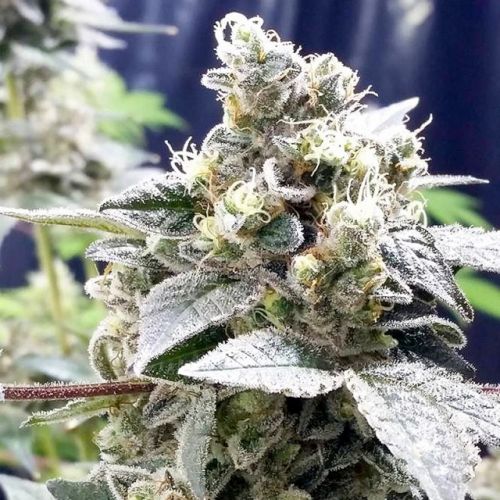 Girl Scout Jones, semillas feminizadas de Connoisseur Genetics