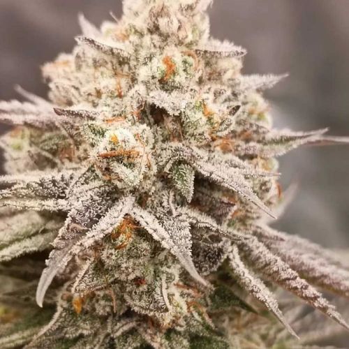 Orange Runtz Cake 2.0, semillas feminizadas de Conscious Genetics