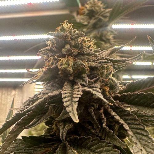 Pink Waferz 2.0, semillas feminizadas de Conscious Genetics