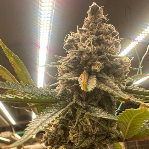 Pink Zhees, semillas feminizadas de Conscious Genetics