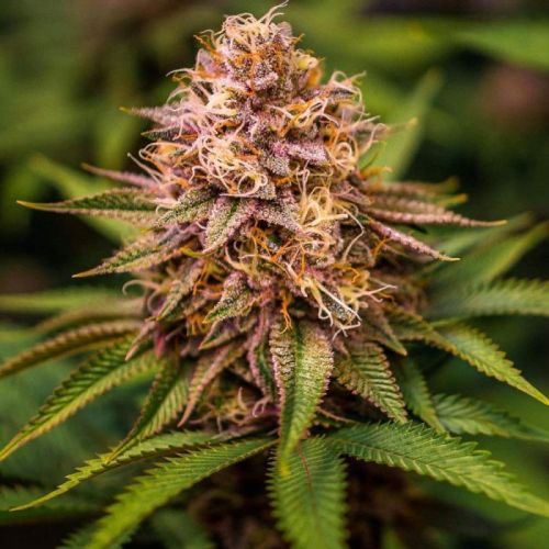 Kush V3, semillas feminizadas de Conscious Genetics