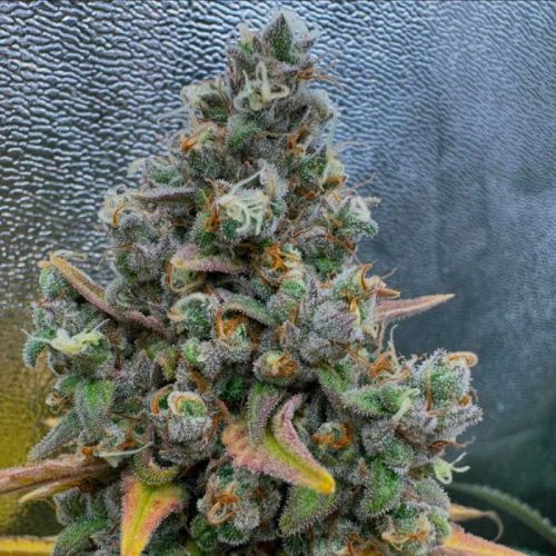 Pink Quavers, semillas feminizadas de Conscious Genetics