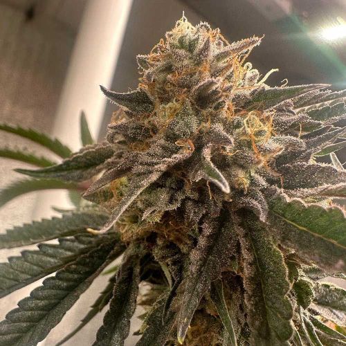 Pink Waferz 2.0, semillas feminizadas de Conscious Genetics