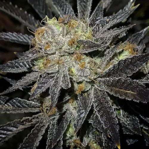 Cookie Fever, semillas regulares de True Canna Genetics 