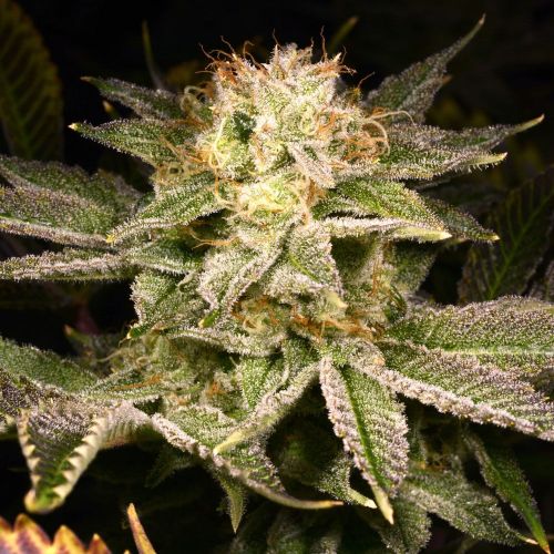 Corn Cob, semillas regulares de Archive Seedbank  