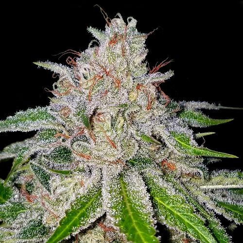 Cherry 18, semillas feminizadas de Crocket Family Farms