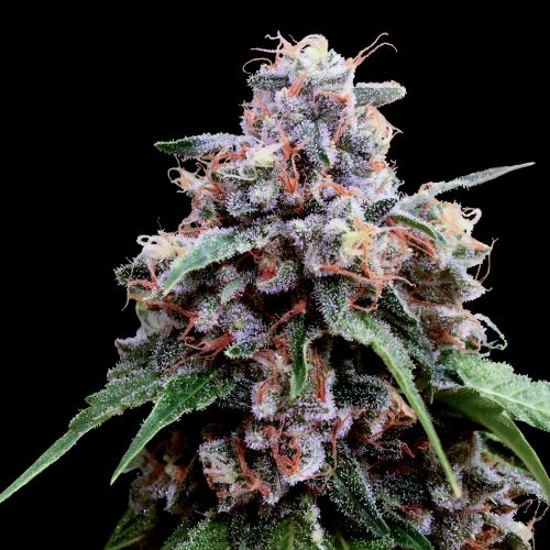 Lemon 18, semillas feminizadas de Crocket Family Farms