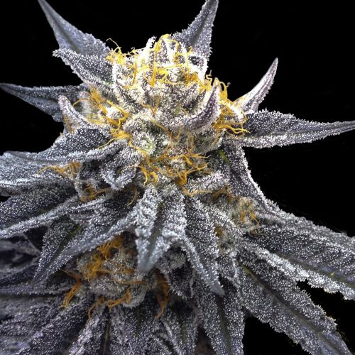 SSOG, semillas feminizadas de Crocket Family Farms