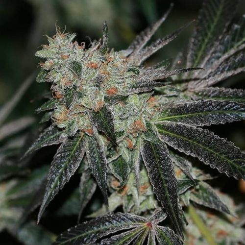 Crumbled Lime, semillas regulares de Karma Squad