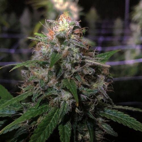 Electric Avenue, semillas regulares de Original Dampkring Genetics