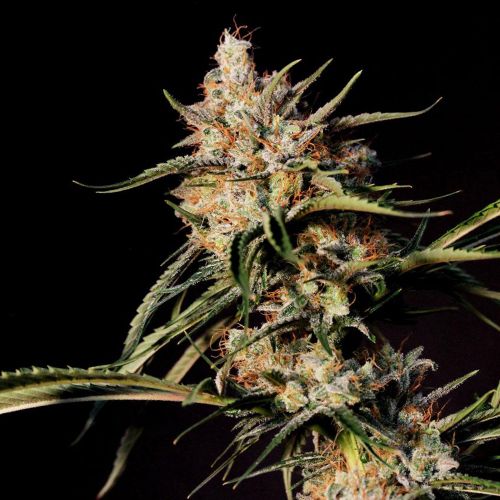 New Jack City, semillas regulares de Original Dampkring Genetics