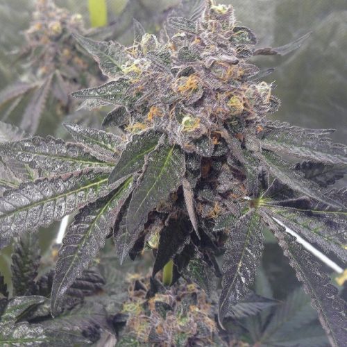 Dank Sherbert, semillas feminizadas de Dank Genetics