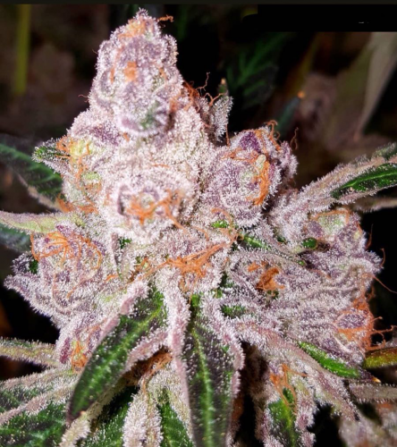 Purple Sunset, semillas feminizadas de Dank Genetics