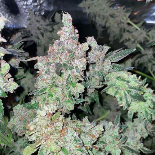 Dank N Later, semillas feminizadas de Dank Genetics