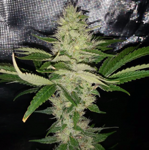 Cry Baby, semillas regulares de Dark Horse Genetics
