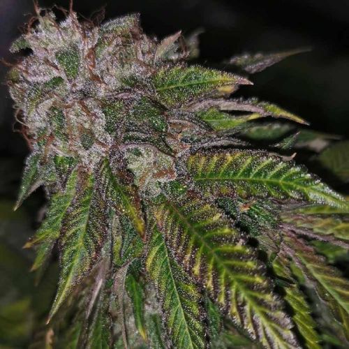 Dirty Kuntz, semillas feminizadas de Pheno Finders Seeds