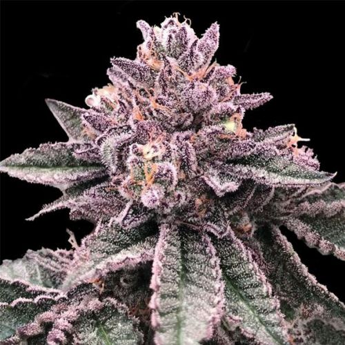 DNA Cake, semillas feminizadas de DNA Genetics (3 Semillas)