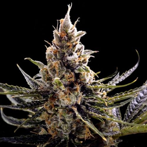 24K Gold, , semillas feminizadas de DNA Genetics (3 Semillas)