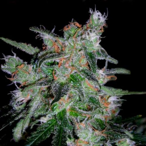 60 Day Lemon, semillas Autoflorecientes de DNA Genetics (3 Semillas)