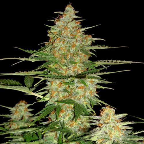 60 Day Wonder de DNA Genetics, Semillas Autoflorecientes