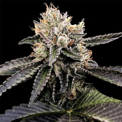 Cataract Cake, semillas feminizadas de DNA Genetics (3 Semillas)