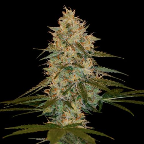 Chocolope Kush, semillas feminizadas de DNA Genetics