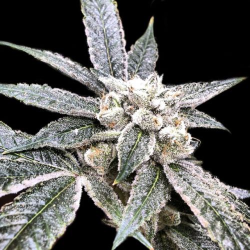 Golden Berry, semillas feminizadas de DNA Genetics