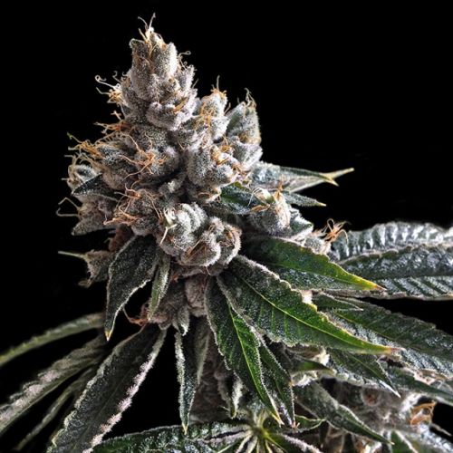 Golden Lemons, semillas feminizadas de DNA Genetics