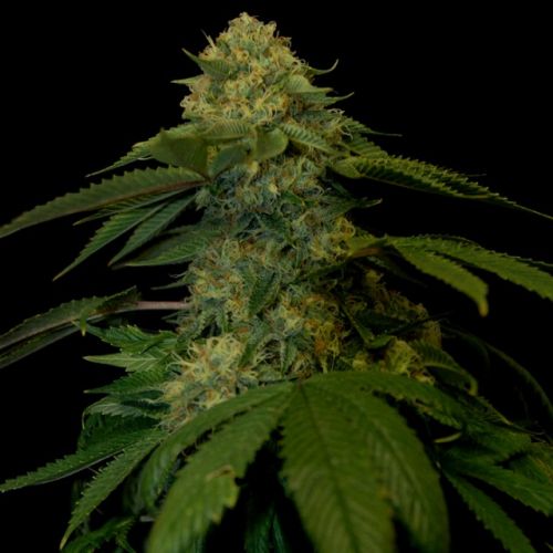 Holy Grail Kush, semillas feminizadas de DNA Genetics