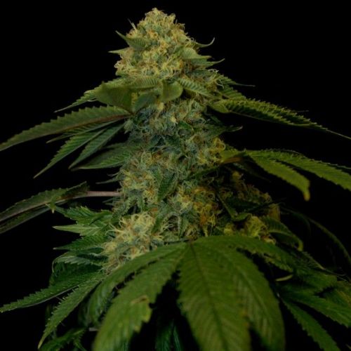 Holy Grail Kush, semillas feminizadas de DNA Genetics (3 Semillas)