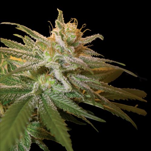 Kushberry, semillas feminizadas de DNA Genetics