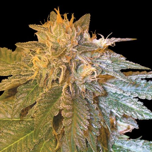 LA Confidential, semillas feminiazdas de DNA Genetics