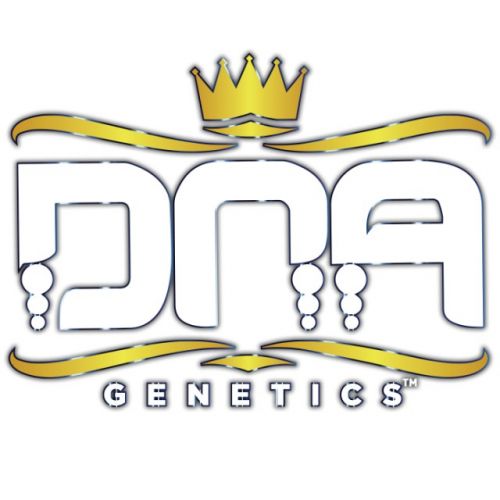 LA Confidential, semillas feminiazdas de DNA Genetics