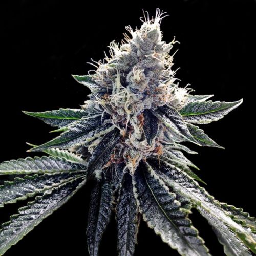 Sour Kosher, semillas feminizadas de DNA Genetics