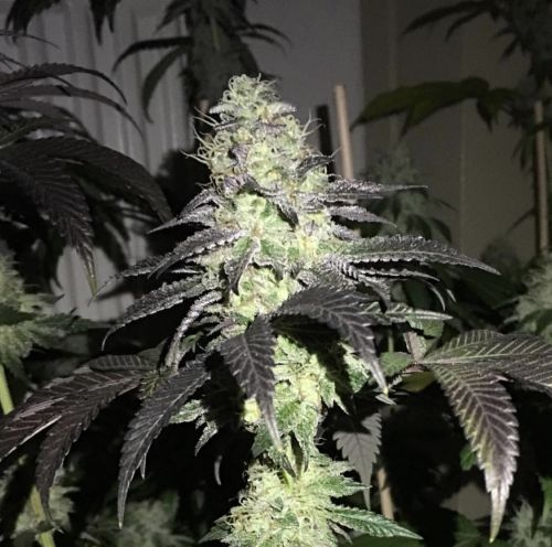 Do Z Dos, semillas feminizadas de PhenoFinder Seeds