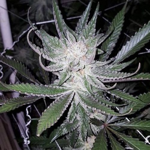 Dubble Grape, semillas regulares de Cannarado Genetics