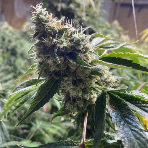 Dranoz, semillas regulares de Dark Horse Genetics