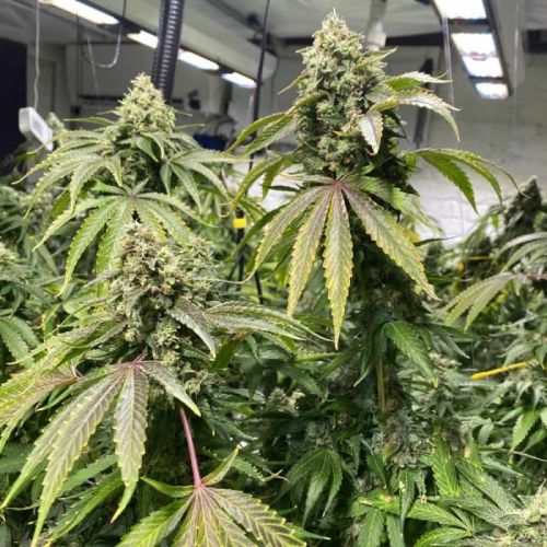 Dranoz, semillas regulares de Dark Horse Genetics