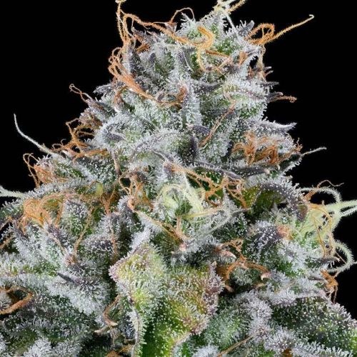 Easy Money, semillas feminizadas de Grounded Genetics