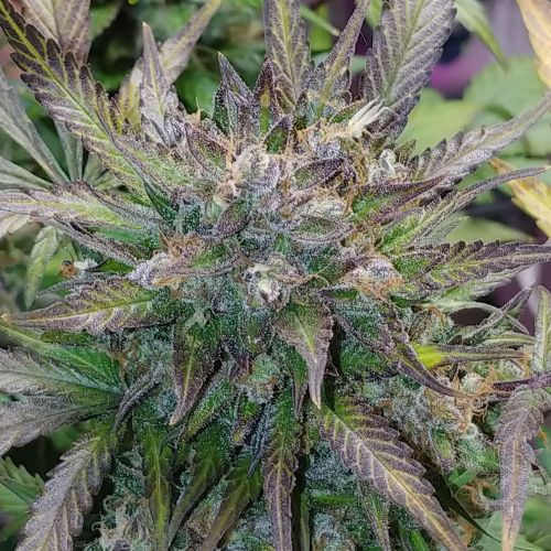 Flash Glue, semillas regulares de GG Strains