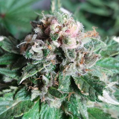 Flash Glue, semillas regulares de GG Strains