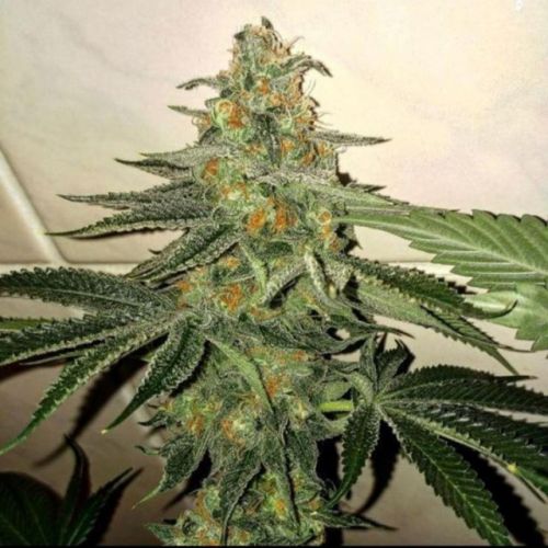 Forbidden Fruit Cake, semillas feminizadas de The Plug Seedbank 