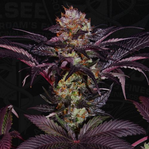 French Macaron - Gelato 33 x French Cookies, semillas feminizadas de T.H.Seeds