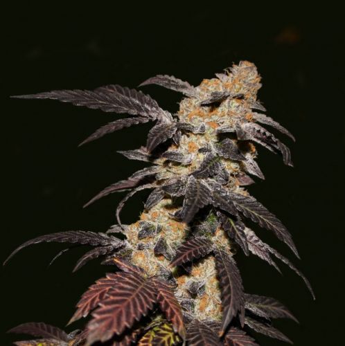 French Cookies, semillas feminizadas de T.H.Seeds