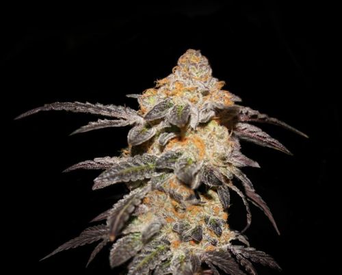 French Cookies, semillas feminizadas de T.H.Seeds