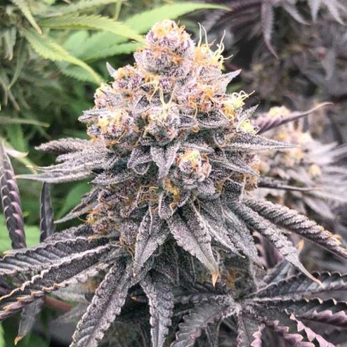 Fritter Delight, Semillas feminizadas de The Plug Seedbank