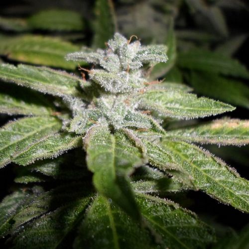 Fromage Blue, semillas feminizadas de Pheno Finder Seeds