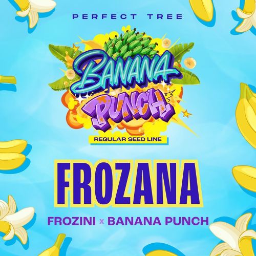 FROZANA, semillas regulares de Perfect Tree Seeds