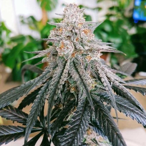 Frozen Rosé, semillas feminizadas de Conscious Genetics