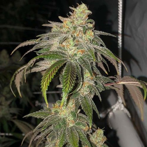 Sour Garlic Bud, semillas regulares de Mosca Seeds